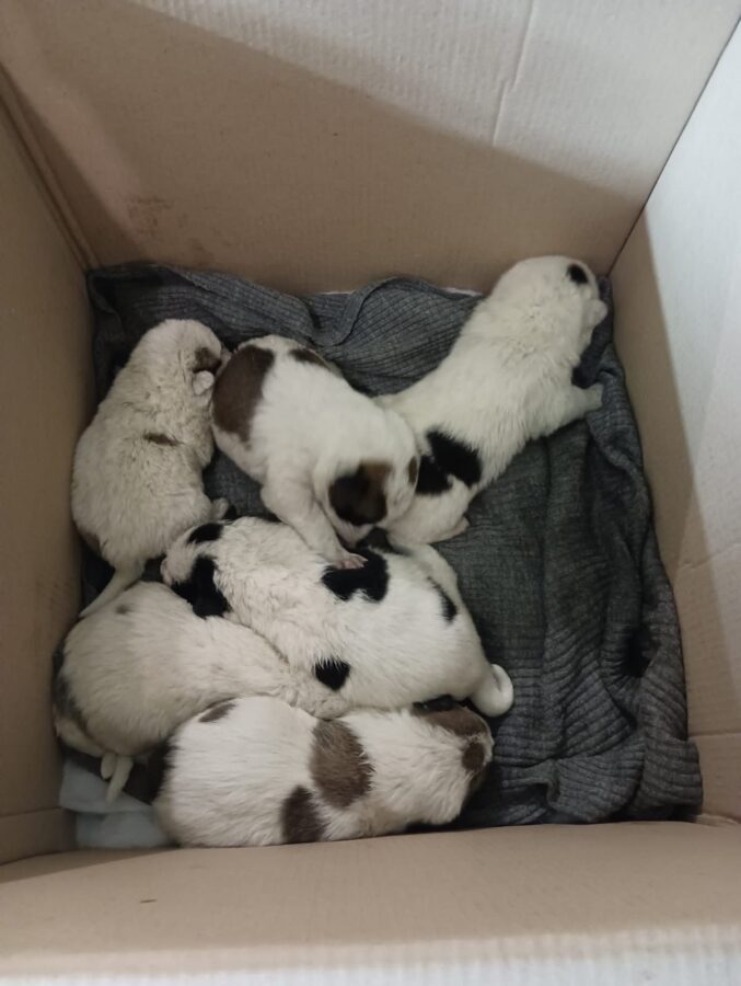 Под Тверью спасли шестерых щенят, которые прятались в трубе