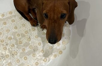 В Твери ищут хозяйку таксы, которая выпрыгнула из машины В Твери ищут хозяйку таксы, которая выпрыгнула из машины