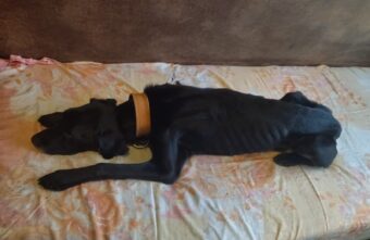 В Твери ищут хозяина собаке, которую медленно убивают В Твери ищут хозяина собаке, которую медленно убивают