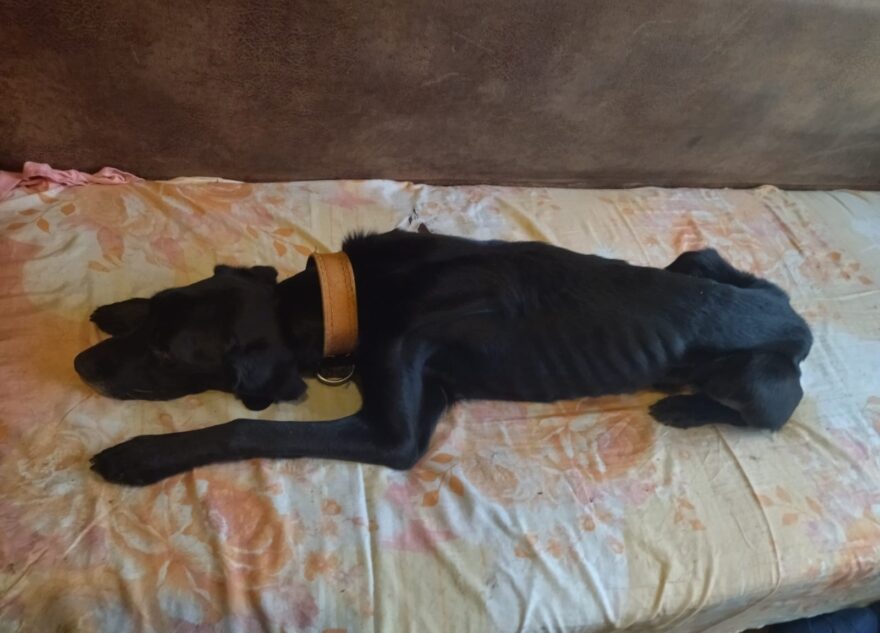 В Твери ищут хозяина собаке, которую медленно убивают