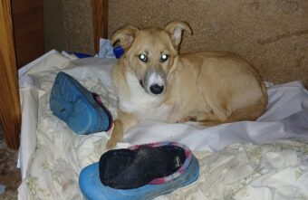 Щенок Оська, пострадавший от машины в Твери, научился бегать на трех лапах