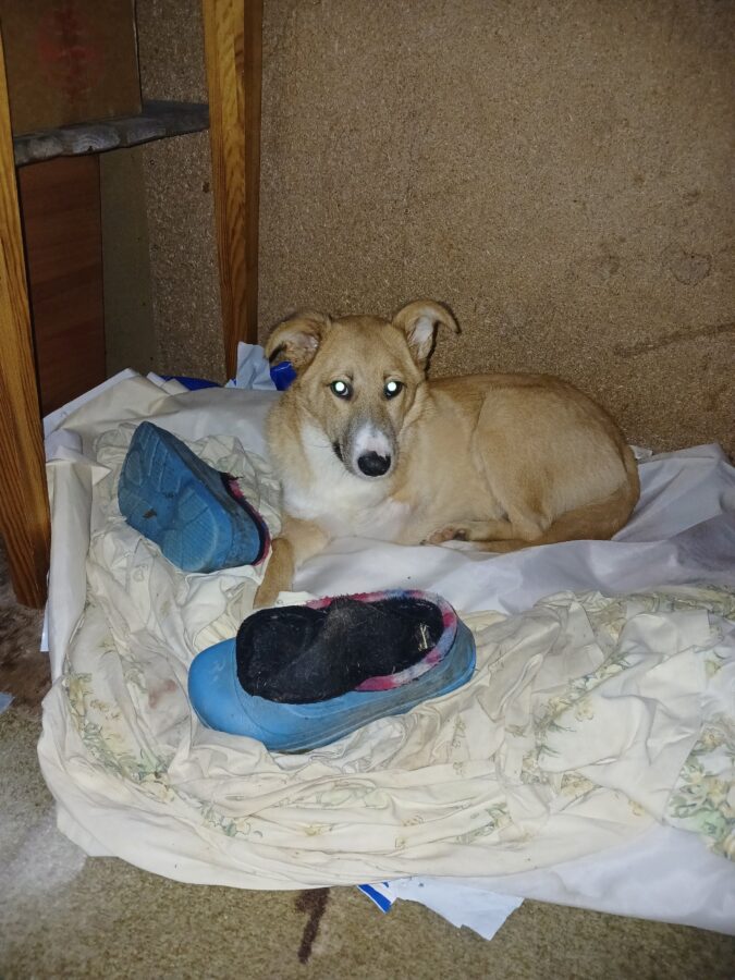 Щенок Оська, пострадавший от машины в Твери, научился бегать на трех лапах