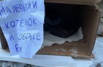В Твери спасают котёнка, который чуть не умер в коробке на улице В Твери спасают котёнка, который чуть не умер в коробке на улице