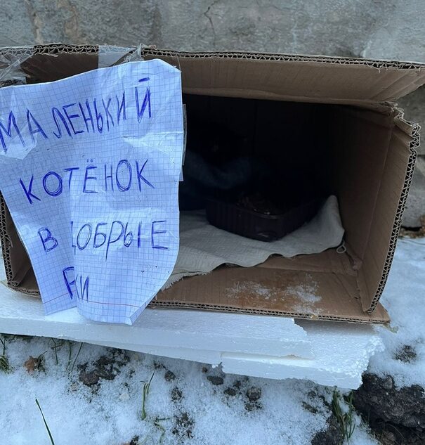 В Твери спасают котёнка, который чуть не умер в коробке на улице В Твери спасают котёнка, который чуть не умер в коробке на улице