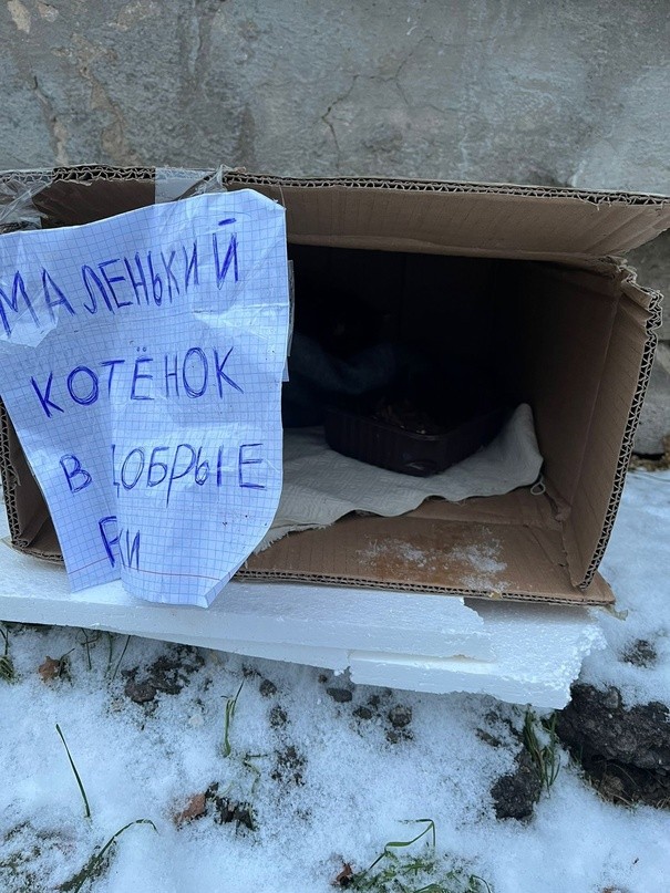 В Твери спасают котёнка, который чуть не умер в коробке на улице В Твери спасают котёнка, который чуть не умер в коробке на улице