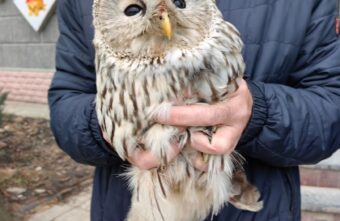 В Твери от стаи ворон спасли очаровательную птицу