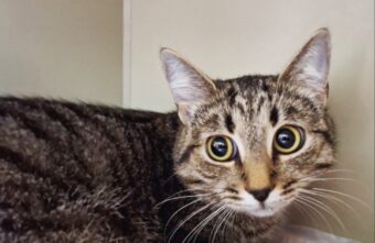 В Твери спасли кошку, проглотившую иголку