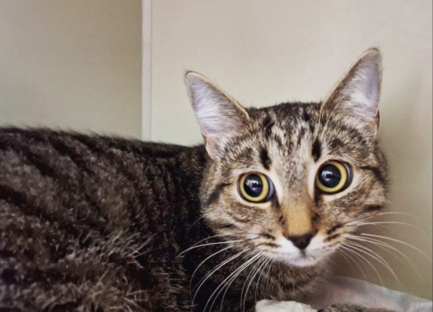 В Твери спасли кошку, проглотившую иголку