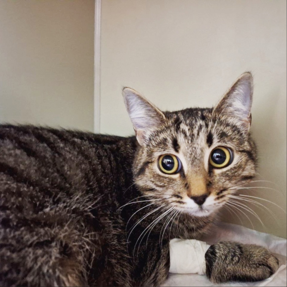 В Твери спасли кошку, проглотившую иголку