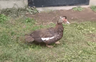 В Тверской области ждёт хозяев бездомная утка