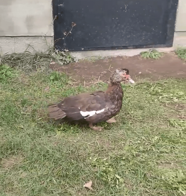 В Тверской области ждёт хозяев бездомная утка