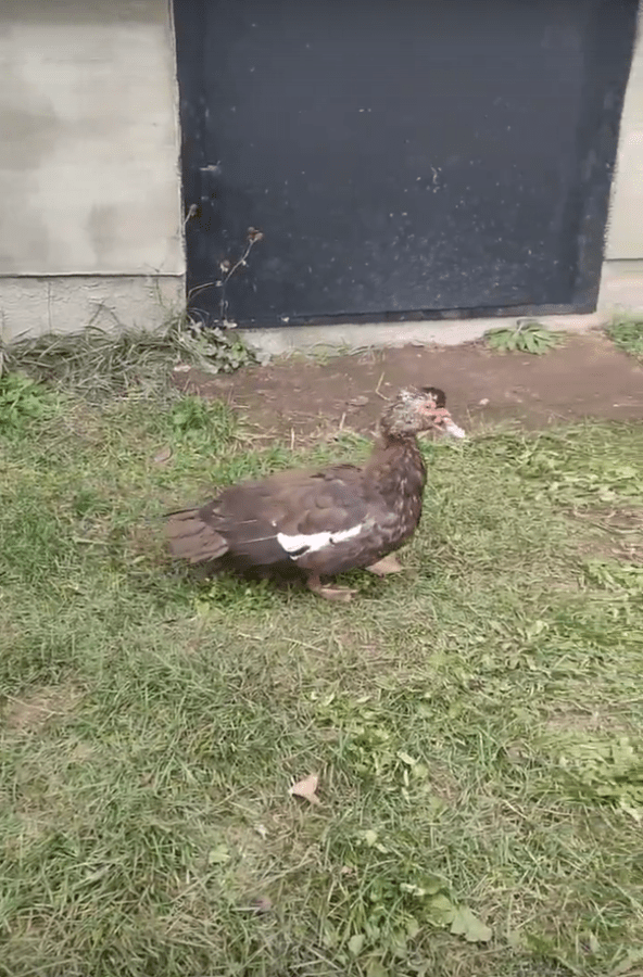 В Тверской области ждёт хозяев бездомная утка