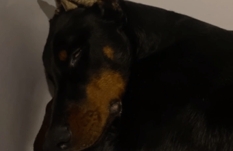 В Твери не смогли спасти щенка, который отравился во время прогулки