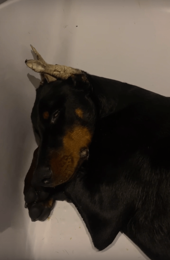 В Твери не смогли спасти щенка, который отравился во время прогулки