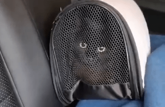 В Тверской области спасли кошек и котят, которых бросили дачники