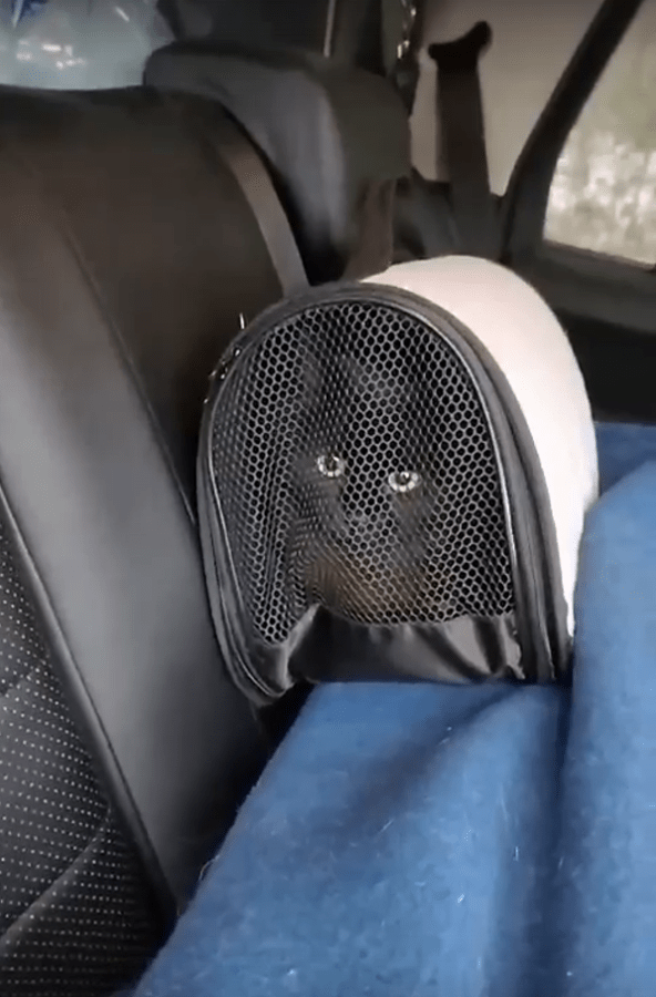 В Тверской области спасли кошек и котят, которых бросили дачники