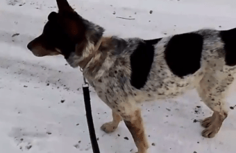 Пёс, который целый день прождал хозяев на морозе в Твери, обретёт новый дом Пёс, который целый день прождал хозяев на морозе в Твери, обретёт новый дом