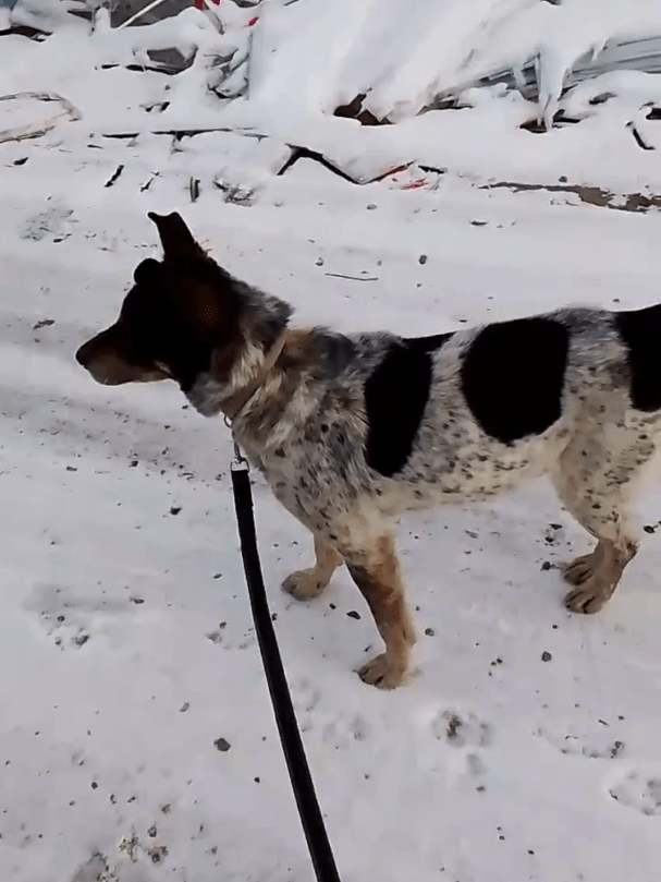 Пёс, который целый день прождал хозяев на морозе в Твери, обретёт новый дом