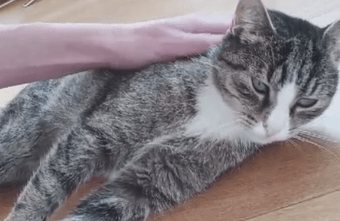 Появилось видео со здоровым и счастливым котом Гришей из Тверской области Появилось видео со здоровым и счастливым котом Гришей из Тверской области