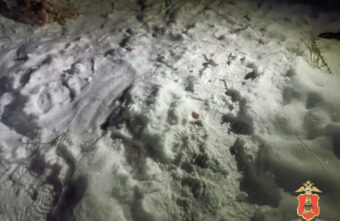 В Тверской области задержали мужчину, который застрелил двух лосей В Тверской области задержали мужчину, который застрелил двух лосей