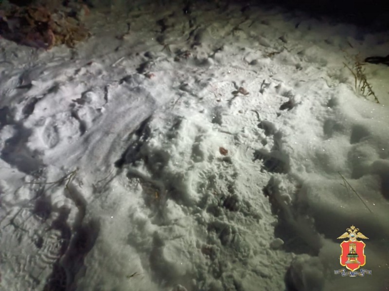 В Тверской области задержали мужчину, который застрелил двух лосей