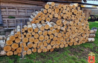 Житель Тверской области, незаконно спиливший 32 берёзы, предстанет перед судом