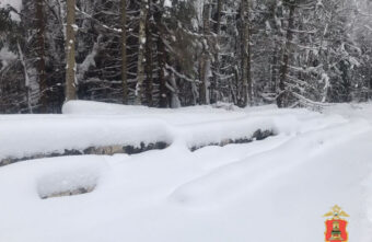 В Тверской области поймали предпринимателя, организовавшего незаконную рубку леса