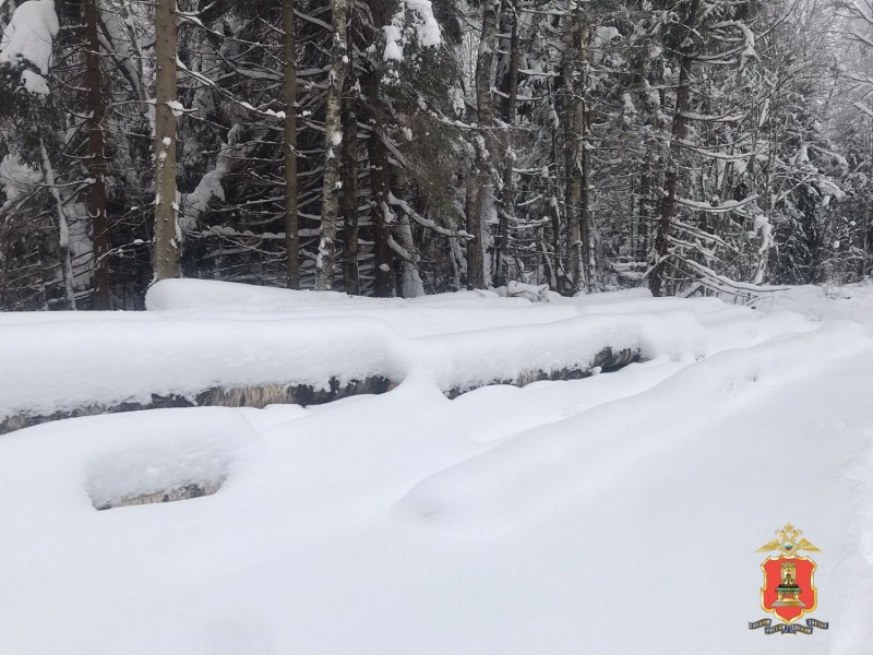 В Тверской области поймали предпринимателя, организовавшего незаконную рубку леса