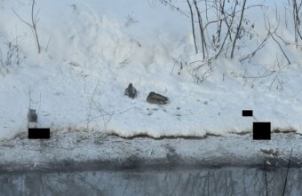 На ручье в Твери вороны доедают бедных уток На ручье в Твери вороны доедают бедных уток