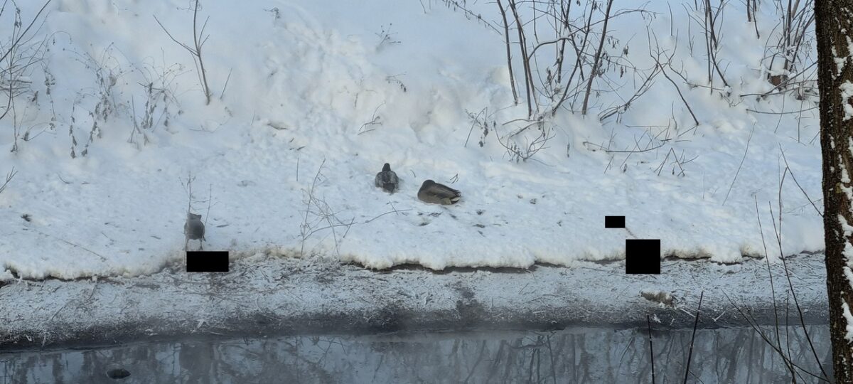 На ручье в Твери вороны доедают бедных уток