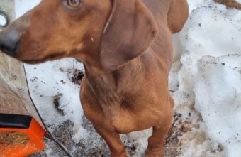 Спасенному пёсику из зоны СВО нашли новую семью в Тверской области