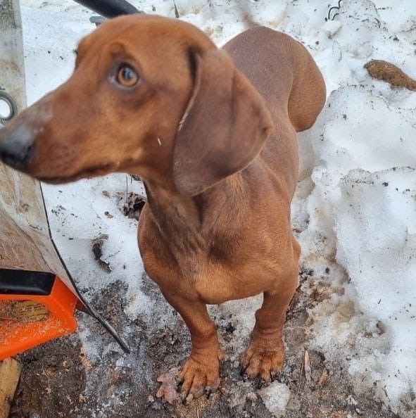 Симпатичному пёсику из зоны СВО очень нужен дом в Тверской области