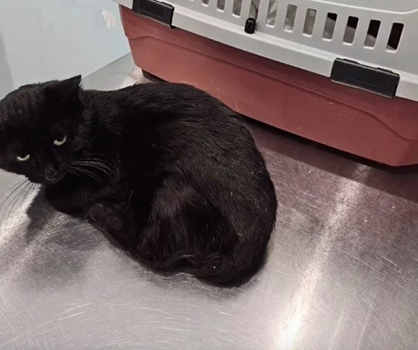 В Твери спасают кота Уголька с множественными переломами и гангреной