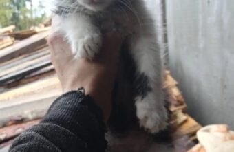 В Тверской области спасают пушистых малышей с лесопилки В Тверской области спасают пушистых малышей с лесопилки