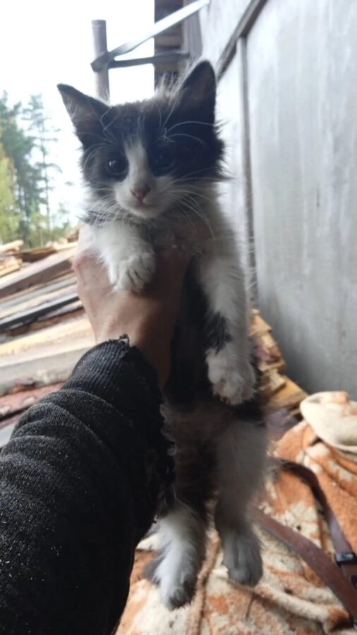 В Тверской области спасают пушистых малышей с лесопилки