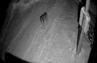 В деревне под Тверью бегает волк