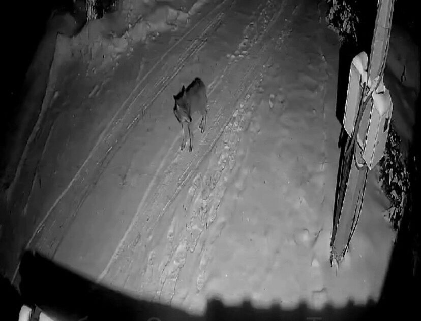 В деревне под Тверью бегает волк