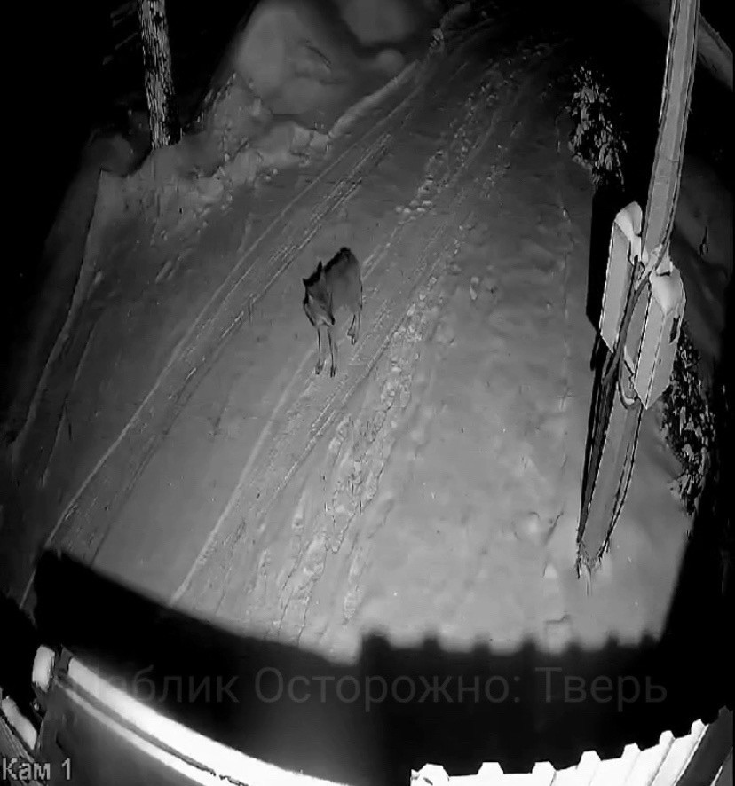 В деревне под Тверью бегает волк