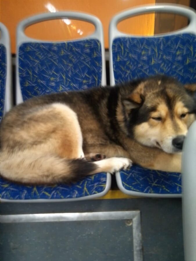 В автобусе по Твери ездит ласковый пес