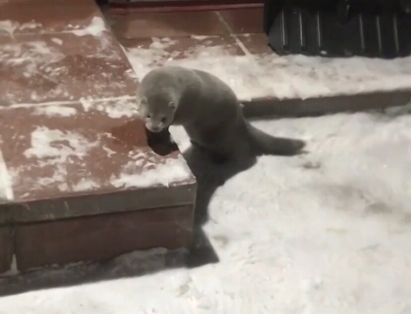 В деревне под Тверью бегает домашняя норка