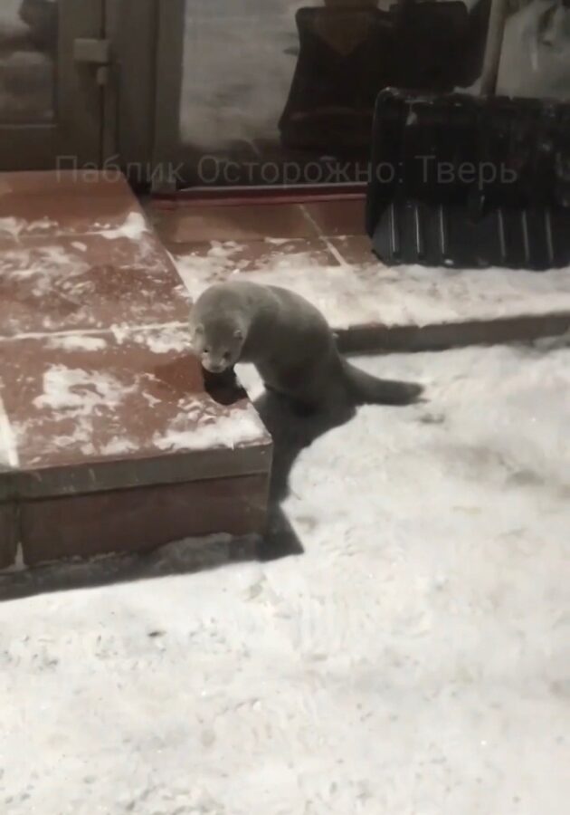 В деревне под Тверью бегает домашняя норка