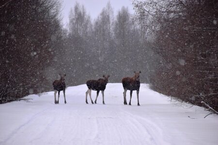 В Тверской области на дороге фотограф встретила трех лосей В Тверской области на дороге фотограф встретила трех лосей
