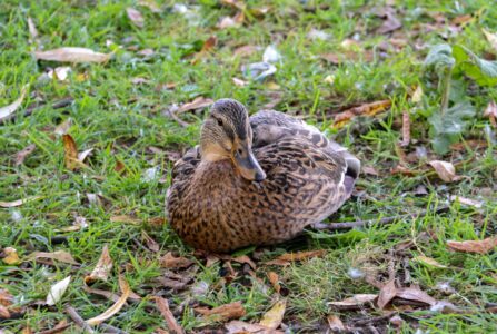 В деревне в Тверской области планируют разводить уток В деревне в Тверской области планируют разводить уток