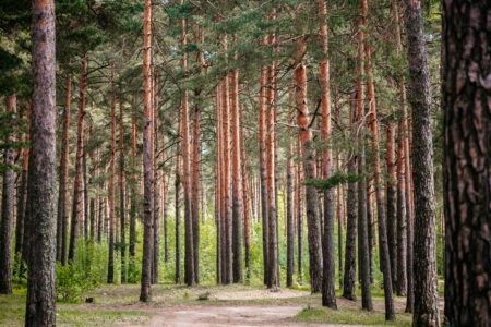 В Тверской области осудили организатора незаконной рубки на 22 миллиона рублей В Тверской области осудили организатора незаконной рубки на 22 миллиона рублей