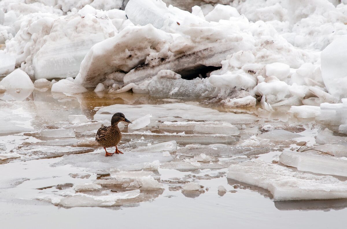 Спасатели предупреждают жителей Тверской области о зажоре
