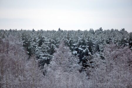Житель Твери незаконно спилил 800 деревьев на 9 миллионов рублей