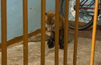 В подъезд дома в Тверской области пришла бешеная лиса В подъезд дома в Тверской области пришла бешеная лиса