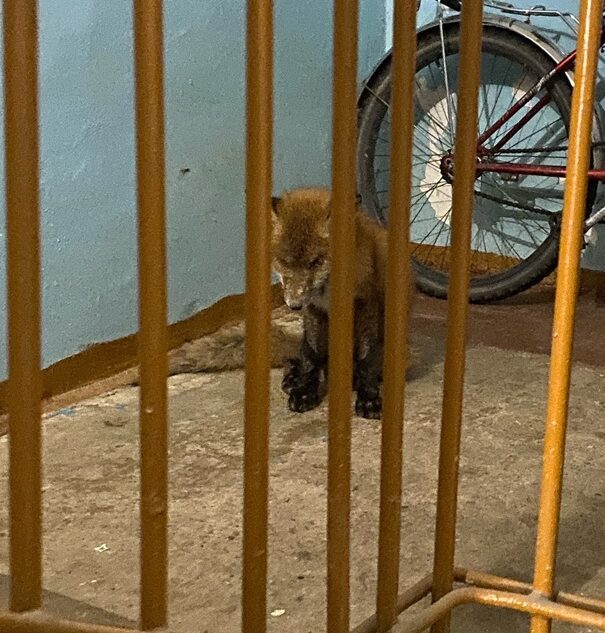 В подъезд дома в Тверской области пришла бешеная лиса