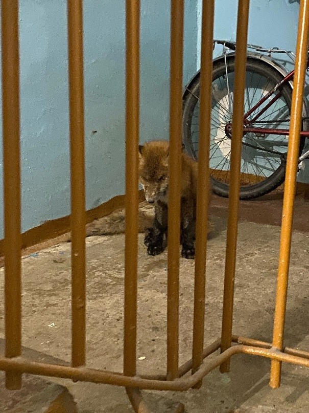 В подъезд дома в Тверской области пришла бешеная лиса