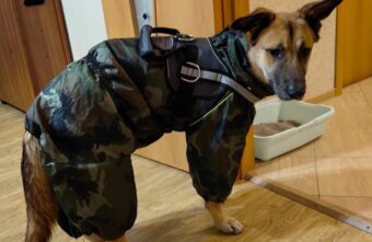 Пес, которого два года искали в Тверской области, разбирает дома подарки Пес, которого два года искали в Тверской области, разбирает дома подарки